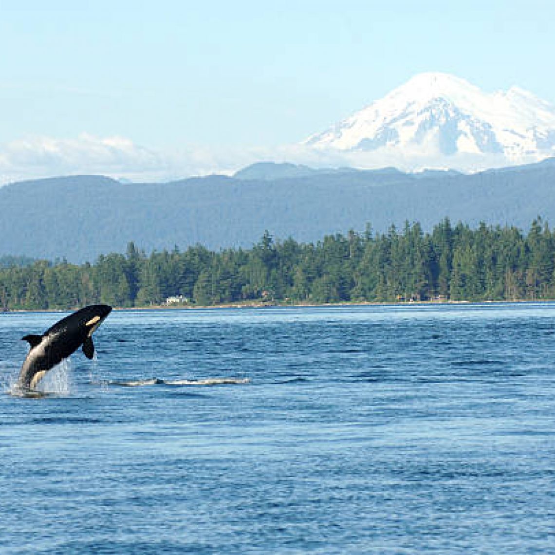 Orca jumping out of the water with mountain in the background